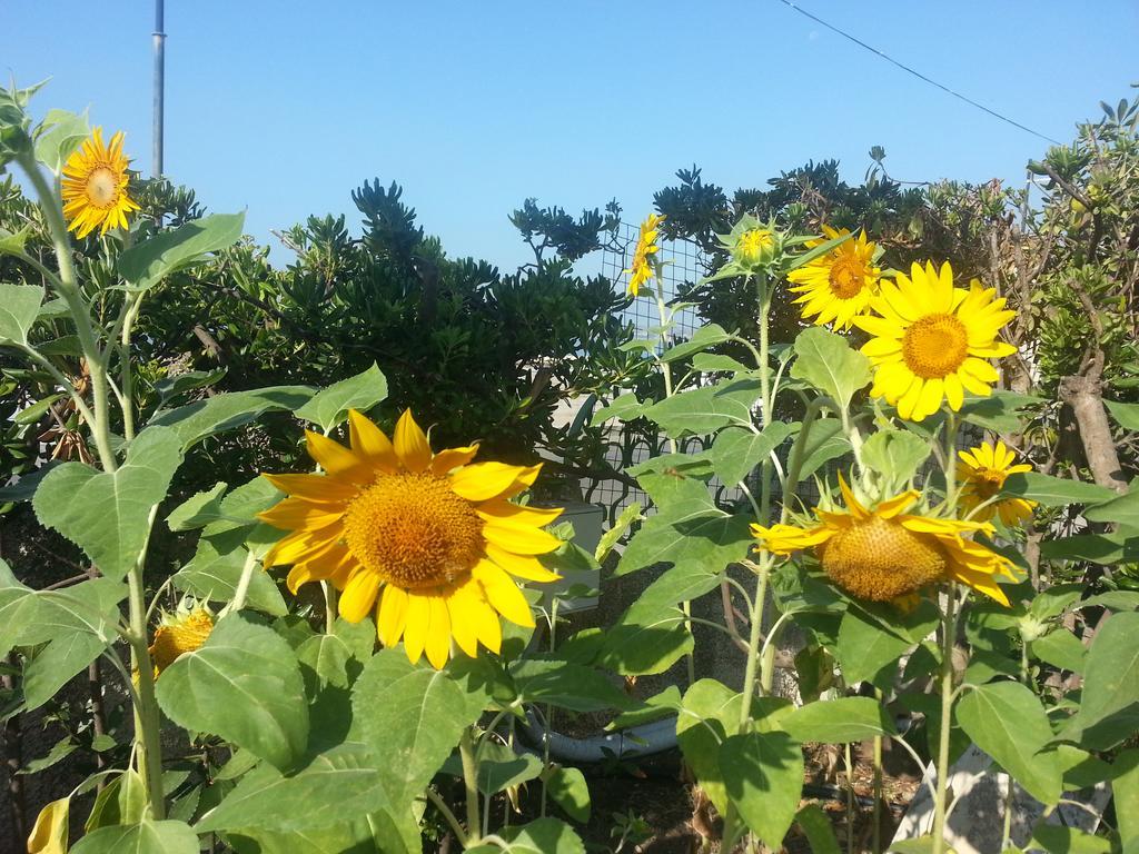 Il Girasole Formia Guesthouse Rooms Экстерьер фото